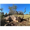 Image 4 : 7-day Free roaming Buffalo and Kudu hunt - Lloyd-Safaris