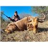 Image 6 : 5 Full days, Golden wildebeest, Kings wildebeest for 1 hunter - Superior African Hunting Safari's