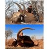 Image 4 : Roan & Sable Hunt - Afrika Barrel and Bow Safaris