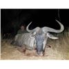 Image 4 : Cape Buffalo - Open tag hunt - Theron African Safaris