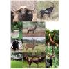 Image 2 : Hunting In the Heart of the Bushveld - Pretklop Wildboerdery