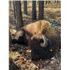 Image 2 : Oklahoma Trophy Bull Bison for 1 Hunter and up to 3 Observers for 4 days/3 nights