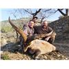 Image 1 : Spain 4 Day Hunting Trip for 1 Hunter and 1 Observer.   Trophy Fee credit $1000