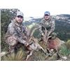 Image 2 : Spain 4 Day Hunting Trip for 1 Hunter and 1 Observer.   Trophy Fee credit $1000