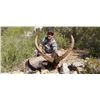 Image 4 : Spain 4 Day Hunting Trip for 1 Hunter and 1 Observer.   Trophy Fee credit $1000