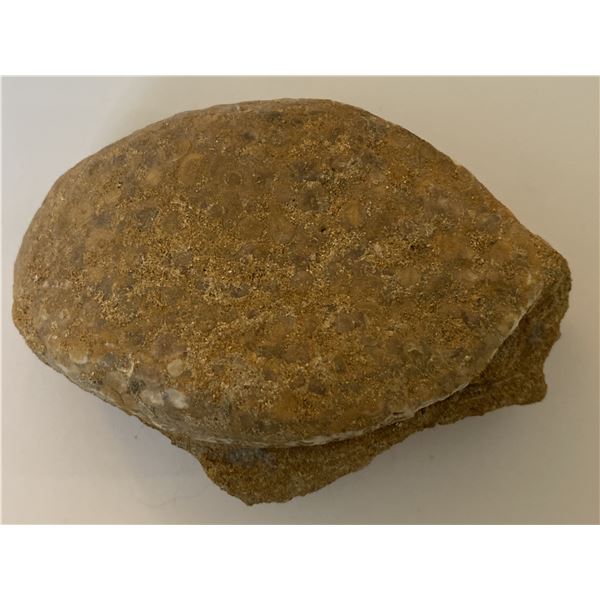 Pre Historic Fossilized Crocodile Brain