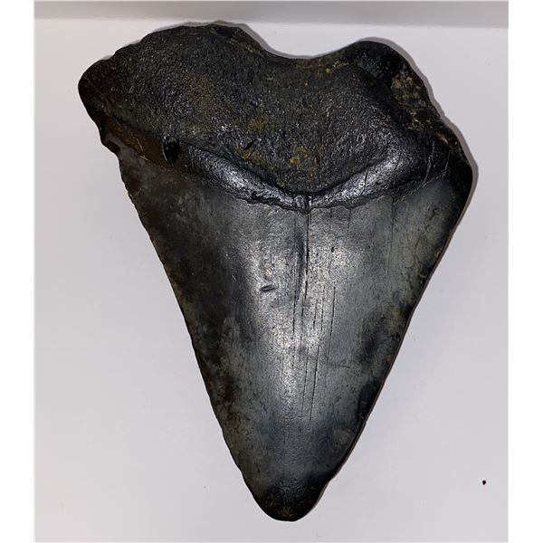 Ancient Fossilized Megalodon Shark Tooth  4.5”