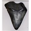Image 1 : Ancient Fossilized Megalodon Shark Tooth  4.5”