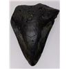Image 2 : Ancient Fossilized Megalodon Shark Tooth  4.5”