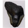 Image 1 : Ancient Fossilized Megalodon Shark Tooth  4.5”