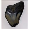 Image 2 : Ancient Fossilized Megalodon Shark Tooth  4.5”