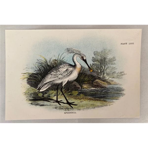 Antique 19th Century Wyman Sons Plate LXXII Spoonbill Bird Chromolithograph