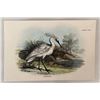 Antique 19th Century Wyman Sons Plate LXXII Spoonbill Bird Chromolithograph