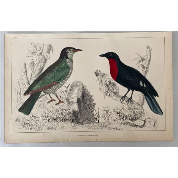 Antique 19th Century A. Fullerton Plate XXXVII Bird Ornithology Chromolithograph