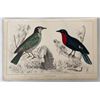 Antique 19th Century A. Fullerton Plate XXXVII Bird Ornithology Chromolithograph