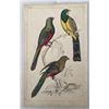 Antique 19th Century A. Fullerton Plate XXXVII Bird Ornithology Chromolithograph