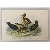 Antique 19th Century Wyman Sons Plate CIX Land Ren Bird Chromolithograph