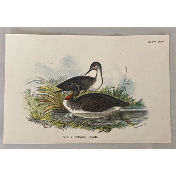 Antique 19th Century Wyman Plate CXIV Red Throated Diver Bird Chromolithograph