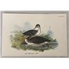 Image 1 : Antique 19th Century Wyman Plate CXIV Red Throated Diver Bird Chromolithograph