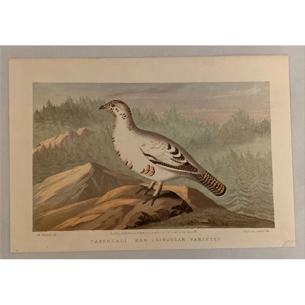 Antique 19th century Day & CaperCali Hen Bird Chromolithograph