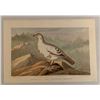 Antique 19th century Day & CaperCali Hen Bird Chromolithograph