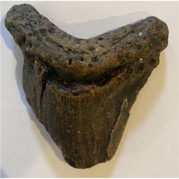 Ancient Fossilized Megalodon Shark Tooth  3.75”