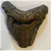 Image 1 : Ancient Fossilized Megalodon Shark Tooth  3.75”