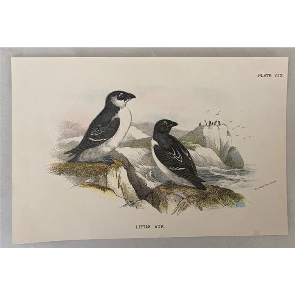 Antique 19th Century Wyman Sons Plate CIX Little Aux Bird Chromolithograph