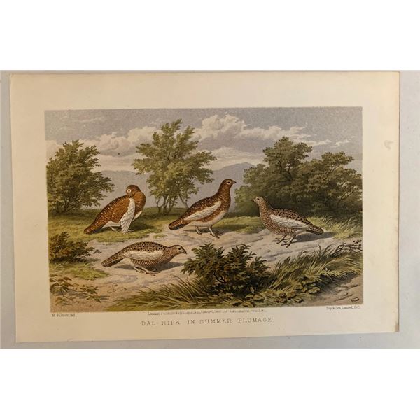 Antique 19th century Day & Son Dal Ripa Bird Chromolithograph