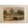 Antique 19th century Day & Son Dal Ripa Bird Chromolithograph