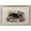 Antique 19th Century Wyman Sons Plate LXXI Glossy Ibis Chromolithograph