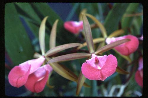 Bc Star Ruby Xanadu Am Aos B Nodosa X C Batalinii