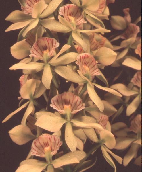 Encyclia radiata 'Shira' HCC/AOS