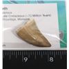 Image 2 : REAL FOSSIL MOSASAUR TOOTH COMES WITH