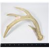 Image 1 : SHED DEER ANTLER, LOOKS LIKE IVORY FROM BEING IN SUN