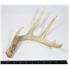 Image 2 : SHED DEER ANTLER, LOOKS LIKE IVORY FROM BEING IN SUN