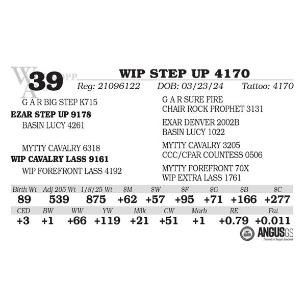 WIP STEP UP 4170