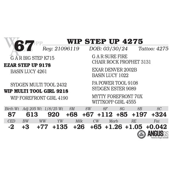 WIP STEP UP 4275