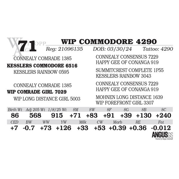 WIP COMMODORE 4290