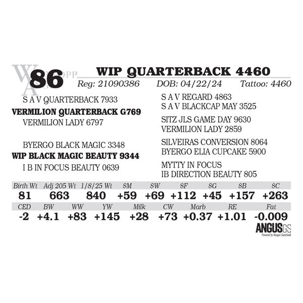 WIP QUARTERBACK 4460