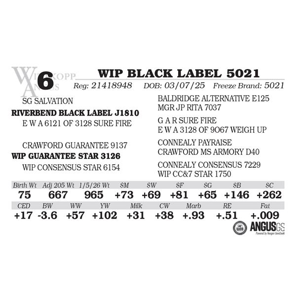 WIP BLACK LABEL 5021