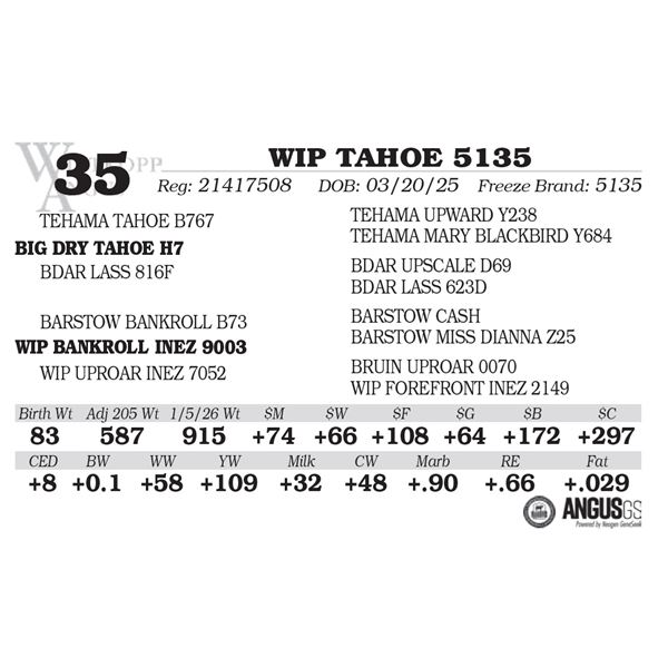 WIP TAHOE 5135