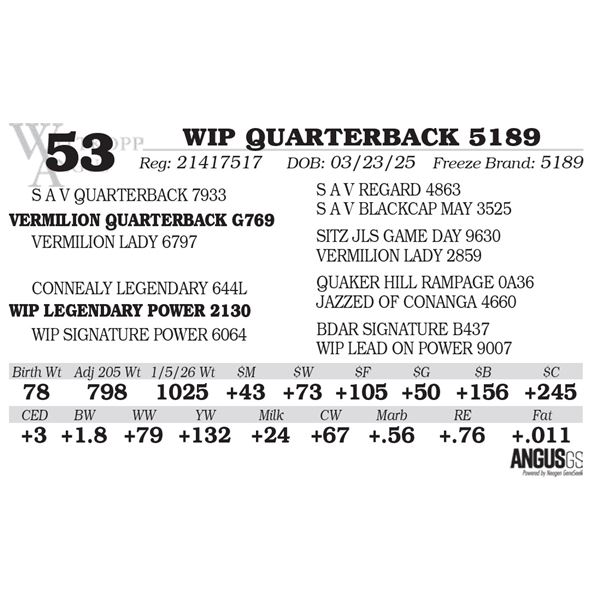 WIP QUARTERBACK 5189