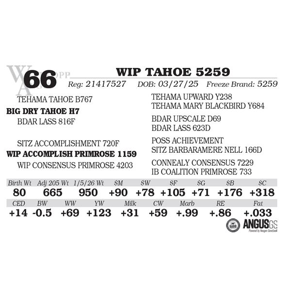 WIP TAHOE 5259