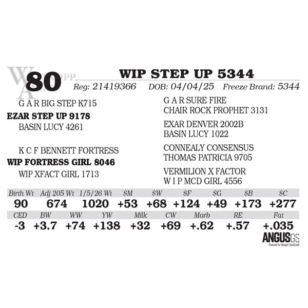 WIP STEP UP 5344