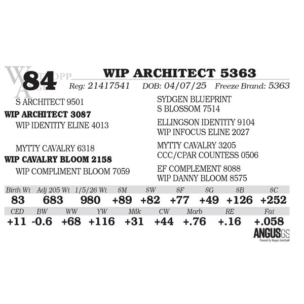 WIP ARCHITECT 5363