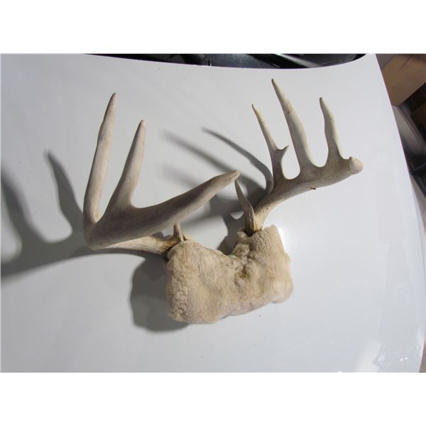 White Fur based Deer Antlers