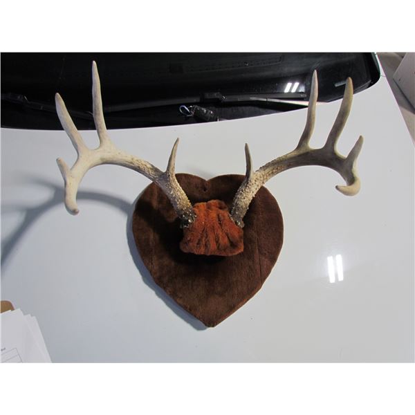 Brown fur Deer Antlers
