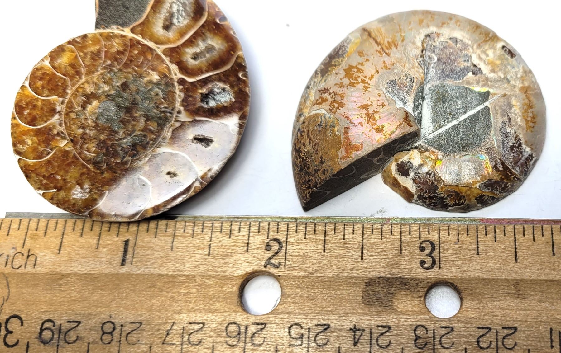 Pi Foss 11) FROM MADAGASCAR, COMPLETE SPLIT AMMONITE FOSS