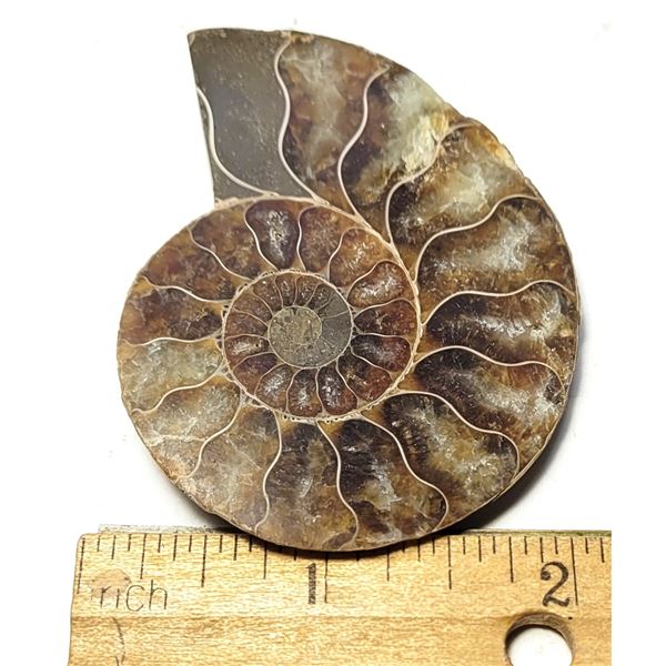 13)  SPLIT 39.5 GRAM AMMONITE FOSSIL SPECIMEN